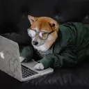 dogefanatic.