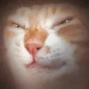sergant_lipton