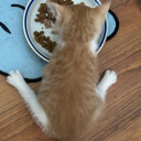 avatar Booqueefius fondlefootlettuceI