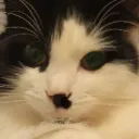dalasetulf