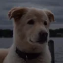 bradydawg8620