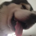 nanukz