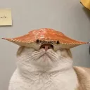 sharkaholic