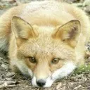 kitsune5959