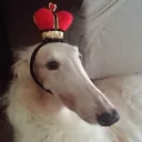 zarazoi avatar