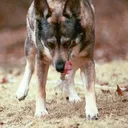 codewolf.