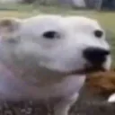 Profile picture of edboi