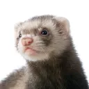 warmferret