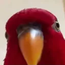 stack.birb