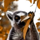 ericthelemur