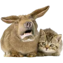 darwintheone