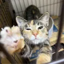 liarcat