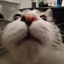 ty_84_plus