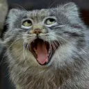 yamikumo_hamster