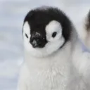 asobupenguindev
