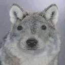 djtdog24