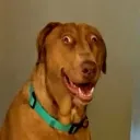 djtdog24