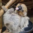 sassysloth