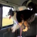 partyweiner