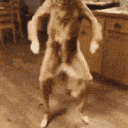 lapsyn