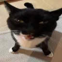 beeprobably