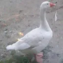 snowmanplayer123