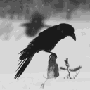 fallengalaxy