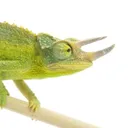 iguana7968