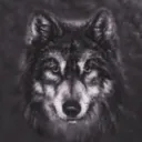 lykos20