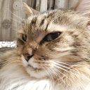 avatar ShadowJudgement