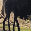 trophygoth