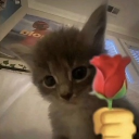 shankpl#7491's avatar