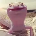 foyl_