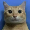 damagush