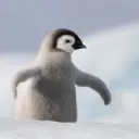 tafthepenguin