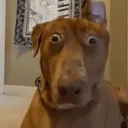 tannerdropshot