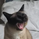 garrysout