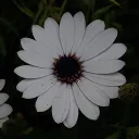 rafus1