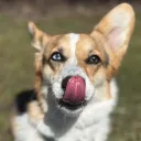 bobonthenet