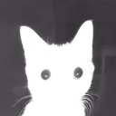 avatar Kapanyányimonyó