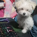 direswolf