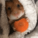 avatar 𝓢𝓾𝓼𝓱𝓲 𝓘𝓷 𝓑𝓸𝔁