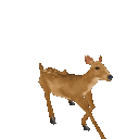 berrydoe