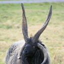 jkmcameron633's Avatar