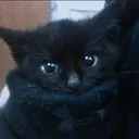 vengefulninja