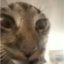 wh33z