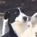 istealsocks