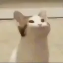 pfp