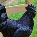 avatar Onur Demir Rish