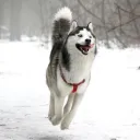 husky.__.